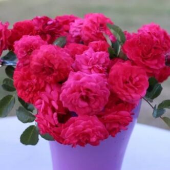 Rosa 'Pétillante de Saint-Galmier' - rózsaszín - virágágyi polianta rózsa