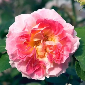 Rosa 'César' - rózsaszín - climber, futó rózsa