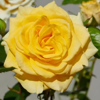 Rosa 'Bari™' - sárga - virágágyi floribunda rózsa