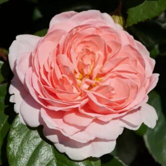 Rosa 'Warvick™' - rózsaszín - virágágyi floribunda rózsa