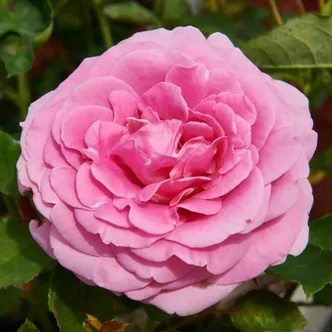 Rosa 'Miranda™' - rózsaszín - nosztalgia rózsa Rosa 'Miranda™' - rózsaszín - nosztalgia rózsa