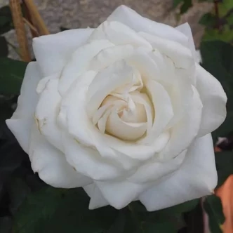 Rosa 'Die Rose Ihrer Majestät' - fehér - teahibrid rózsa