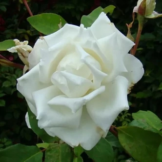Rosa 'Madame Louis Lens' - fehér - teahibrid rózsa