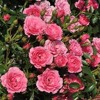 Rosa 'Asteria™' - rózsaszín - törpe - mini rózsa Rosa 'Asteria™' - rózsaszín - törpe - mini rózsa