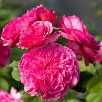 Rosa 'Theo Clevers™' - rózsaszín - virágágyi floribunda rózsa