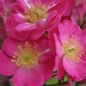 Rosa 'Lupo®' - rózsaszín - törpe - mini rózsa Rosa 'Lupo®' - rózsaszín - törpe - mini rózsa