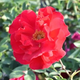 Rosa 'Adelaide Hoodless' - rózsaszín - futórózsa