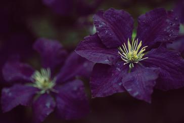 A Clematis betegségei, kártevői