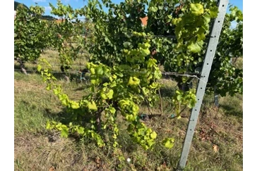 A szeretettel gondozott szőlő megérdemli a védelmet