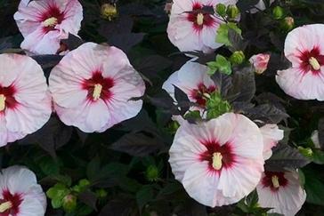 Mocsári hibiszkusz tudnivalók