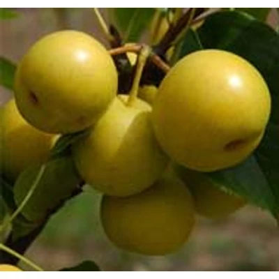 Japán körte (nashi) Japán körte (nashi)