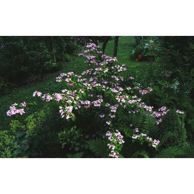 Viburnum plicatum 'Pink Beauty' – Rózsaszín virágú redős bangita