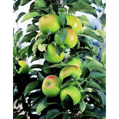 Ballerina® 'Bolero' oszlopos almafa - Extra méretű koros