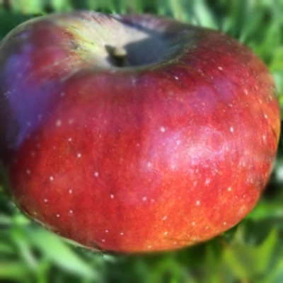 'Fekete tányéralma' (syn.: 'Szász tányéralma', 'Braun Antelsapfel') régi almafajta