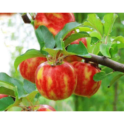 'Karneval®' csíkozott alma