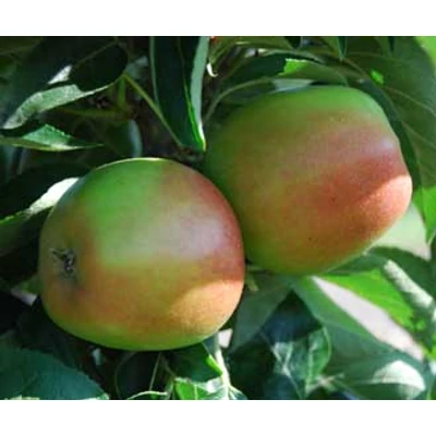 Ballerina® 'Polka' oszlopos almafa