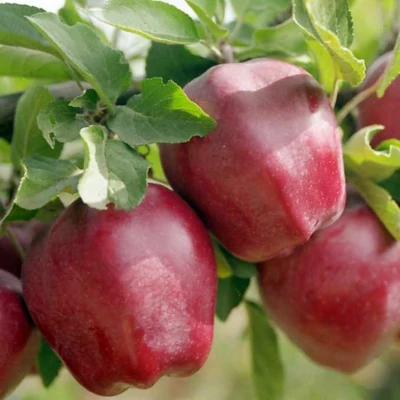 'Starkrimson Delicious' (syn.: 'Starkrimson', 'Bisbee Red Delicious') almafa