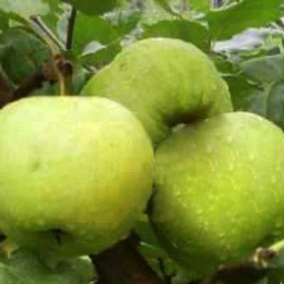 'Pónyik alma' (syn.:'Poinic', 'Poinic Apfel', 'Pojenics', 'Pojnik', 'Török mocskotár') régi almafajta