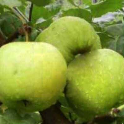 'Pónyik alma' régi almafajta