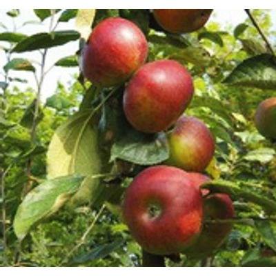 'Simonffy piros' (syn.: 'Bikaalma', 'Cigányalma', 'Eperalma', 'Kékalma', 'Magyalné almája') régi almafajta