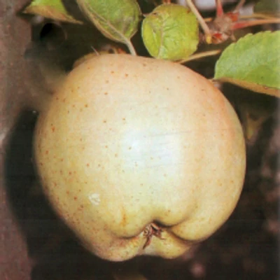 'Téli fehér kálvil' (syn.:'Kálvin alma', 'Püspök alma', 'Blandureau d'Auvergne', 'Blanche de Zurich', 'Bonnet carré', 'Calvilla bianca d’inverno', 'Calville Blanc d'Hiver', 'Paris Apple', 'Pomme de Coign', 'White Winter Calville' stb.) régi almafajta