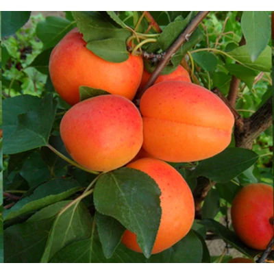'Orangered' (syn.: 'Bhart', 'Star Fruits') rezisztens kajszibarackfa