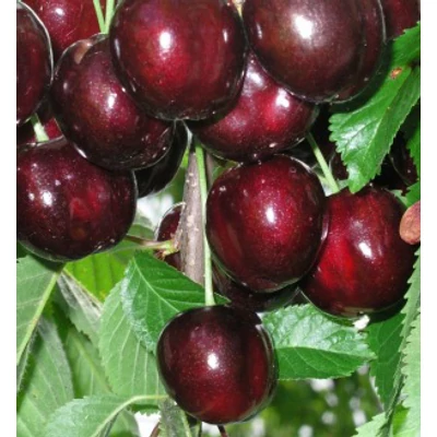 'Rita' cseresznye