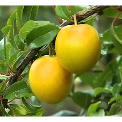 'Mirabelle von Nancy' (syn.: 'Doppelte Mirabelle', 'Drap d’Or') szilvafa