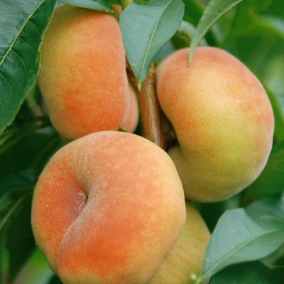 'Sandwich Gelb' laposbarack