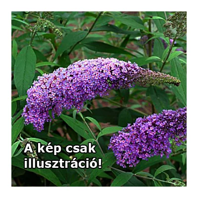 Buddleia davidii var. nanhoensis – Nyáriorgona