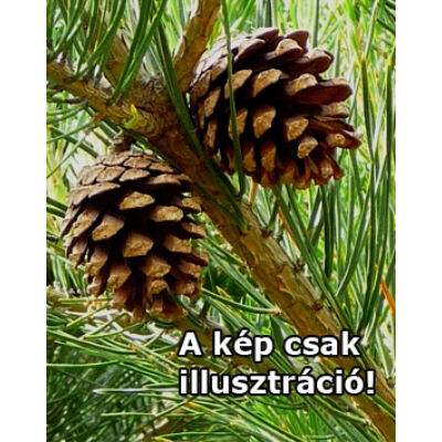 Pinus sylvestris 'Glauca Drath' – Erdeifenyő