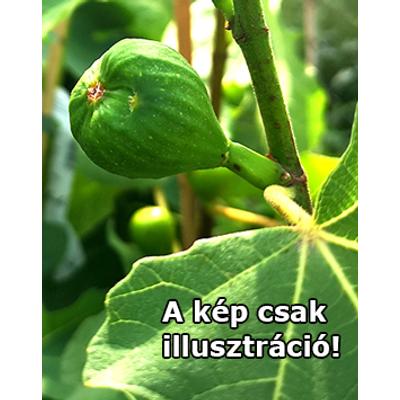 Ficus carica 'Letenyei sárga óriás' – Füge