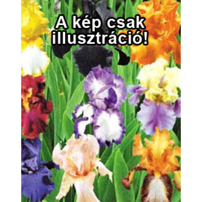 Iris germanica – Színkeverék kerti nőszirom