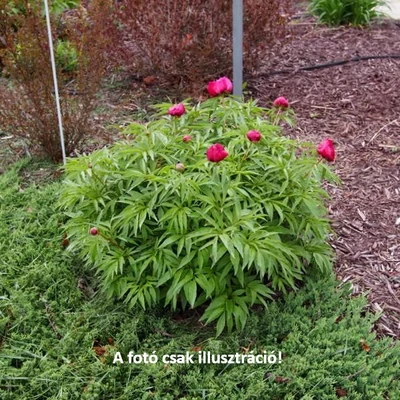 Paeonia sp. - Bazsarózsa (színkeverék)