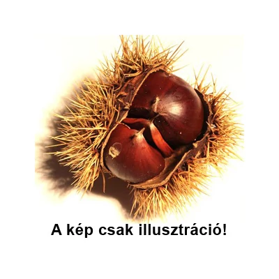 Castanea sativa 'Nagymarosi 22' – Szelídgesztenye
