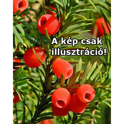 Taxus baccata 'Rábahídvégi klón' - Tiszafa