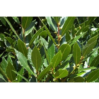 Laurus nobilis - Babér