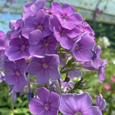 Phlox paniculata 'Sweet Summer Ocean' – Bugás lángvirág