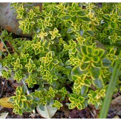 Thymus citriodorus - Citromillatú kakukkfű