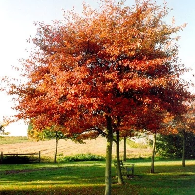 Amelanchier lamarckii - Rézvörös fanyarka (Mézalmácska) (ernyő koronájú, óriás méretű)