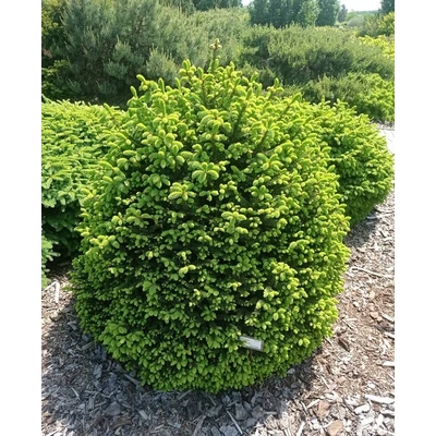 Picea abies 'Compacta' – Lucfenyő
