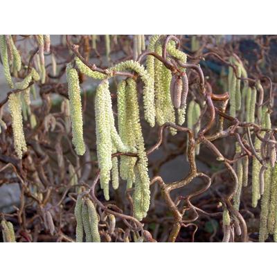 Corylus avellana 'Contorta' - Csavart mogyoró