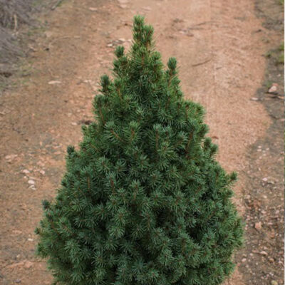 Cukorsüvegfenyő karácsonyfa - Picea glauca 'Conica' (konténeres)
