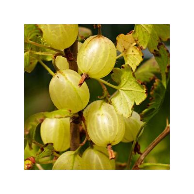 Ribes grossularia (syn.: Ribes uva-crispa) 'Hinnomaki' (Gelb/Gul) - Egres bokor (sárga termésű)