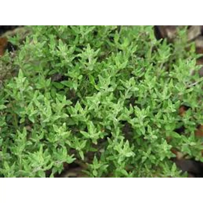 Thymus vulgaris - Kerti kakukkfű (14-es cserépben)