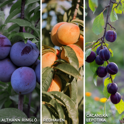 Kombinált gyümölcsfa: Althan ringló + Redhaven + Cacanska Lepotika