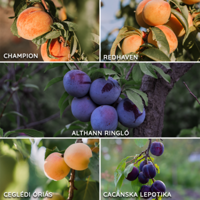 Kombinált gyümölcsfa: Champion + Ceglédi óriás + Althann ringló + Redhaven + Cacanska Lepotika