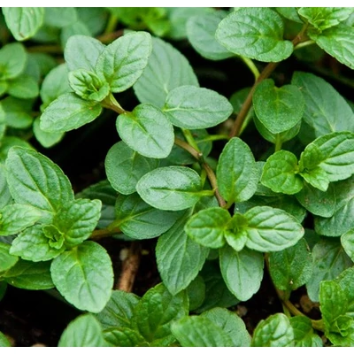 Mentha sp. - Menta