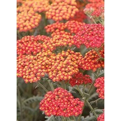 Achillea 'Walther Funcke' - Narancspiros cickafark