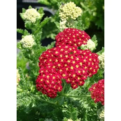 Achillea millefolium 'Summer Fruits Carmine' - Közönséges cickafark